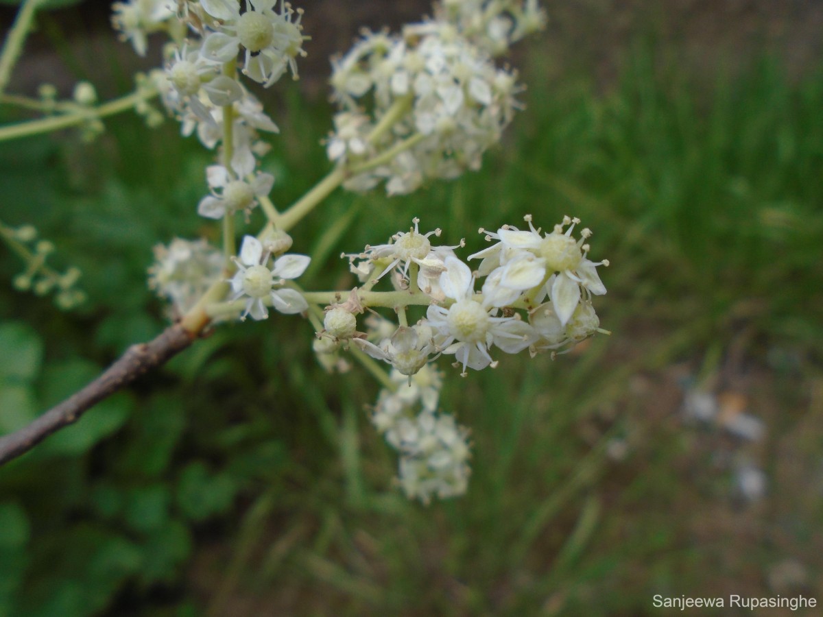 Chloroxylon swietenia DC.